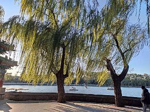 2023 11 PEKIN - PARC BEIHAI (28)